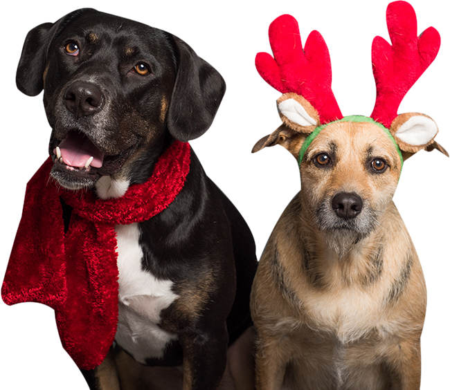 Fithund Hundeschule Dortmund - Hunde im Winter