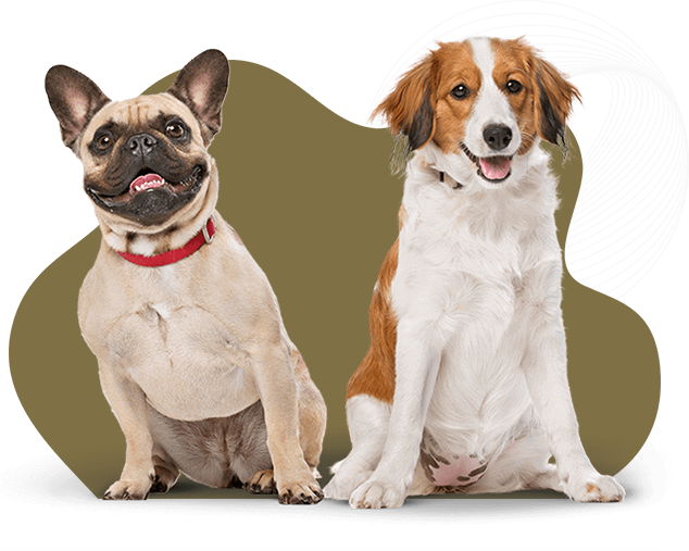 Fithund Hundeschule Dortmund zwei Hunde