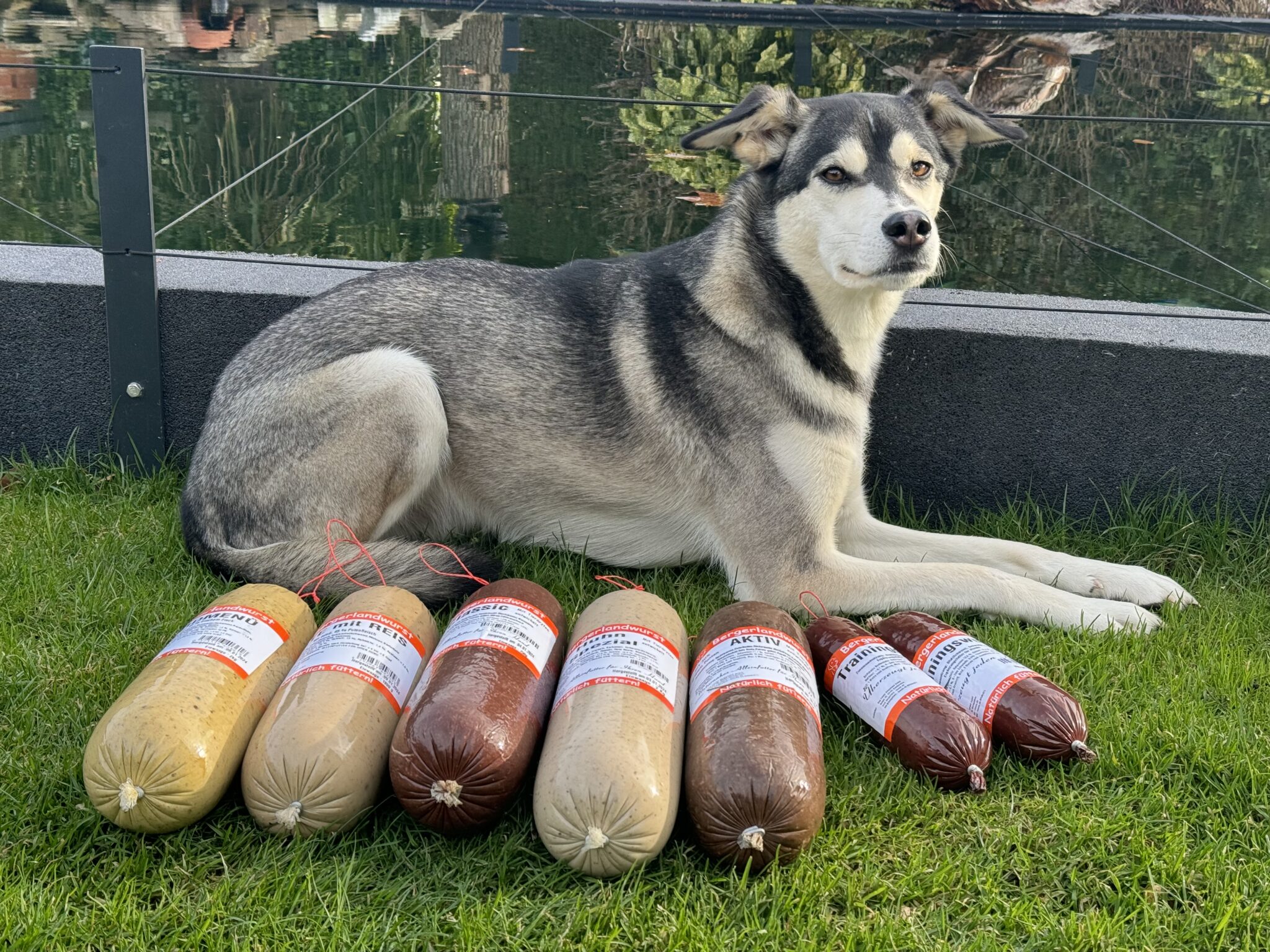 Barf Ersatz für Hunde mit Bergerlander Hundewurst