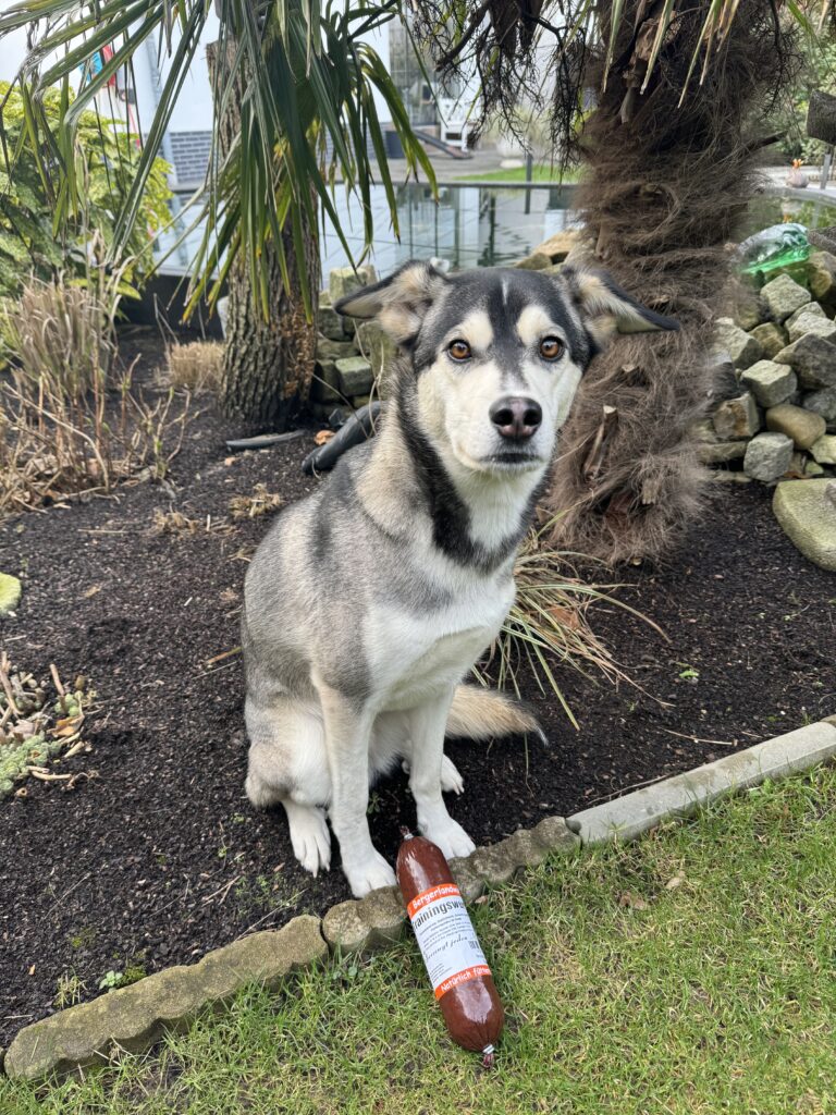 Bergelander Trainingswurst für Hunde Floyd von Fithund