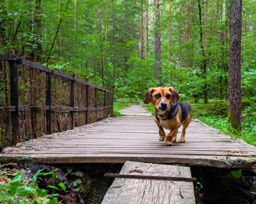 Abenteuer Spaziergang für Hunde in Dortmund