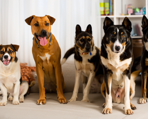 Fithund Erstkontakt zum Hundetraining