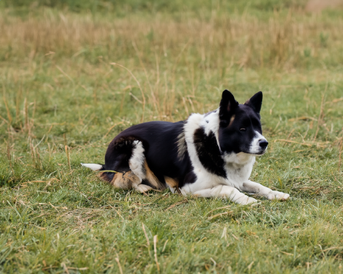 Hundetraining Dortmund Distanzkontrolle
