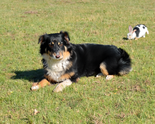 Impulskontrolle Training in Dortmund für den Hund