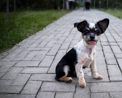 Hundetraining in Dortmund für kleine Hunde