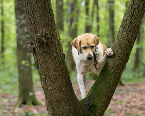 Hundetraining Naturerlebnis Beschäftigung draußen