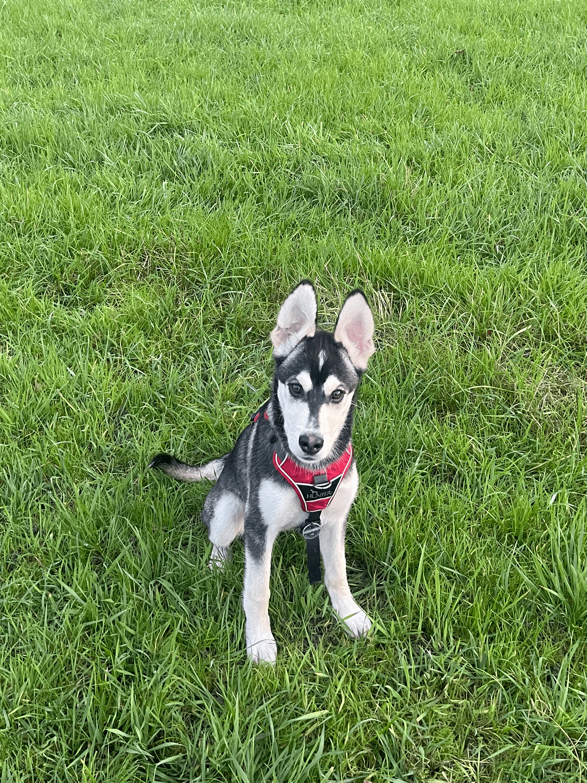 FITHUND Blogbeitrag Hundetraining-Basis-Kommandos