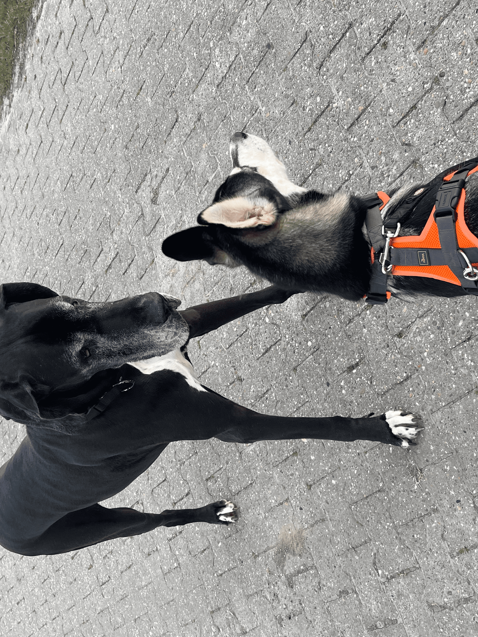 Hundefit Blog: Hundebegegnungen richtig verstehen