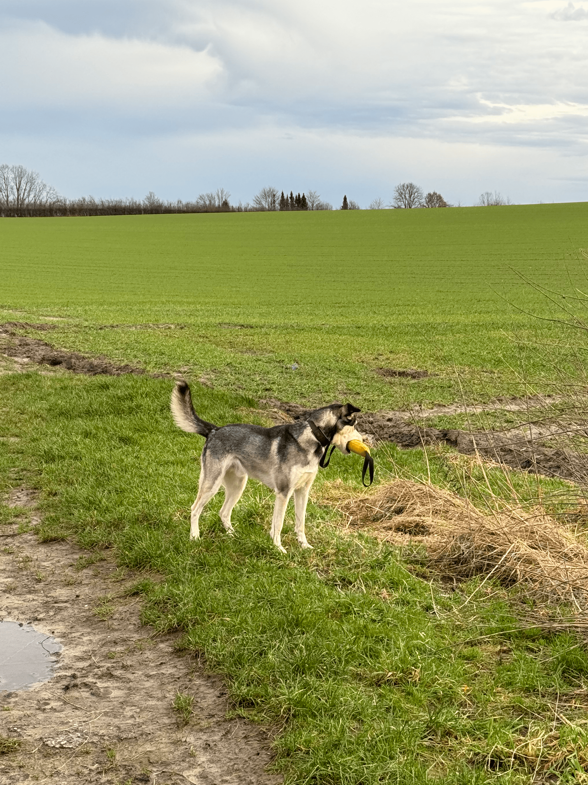 Apportieren Hund lernen - Blogbeitrag