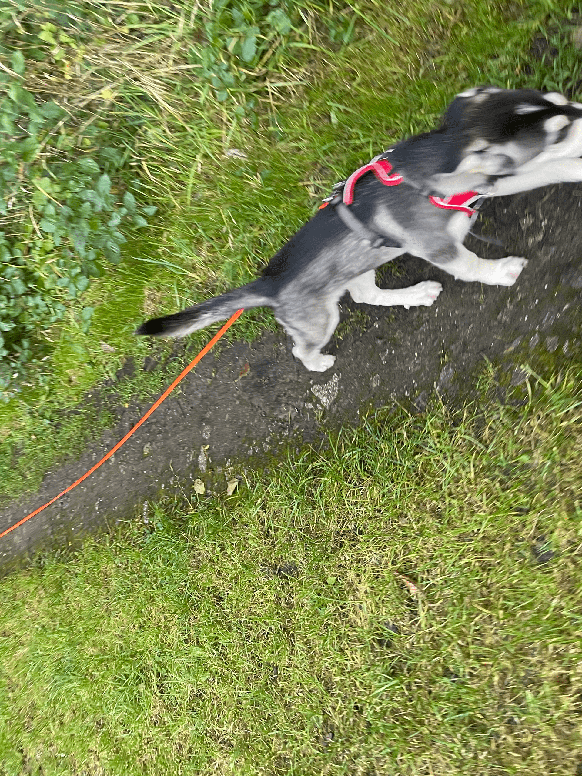 Hundefit Blog: Schleppleinen Training für den Hund