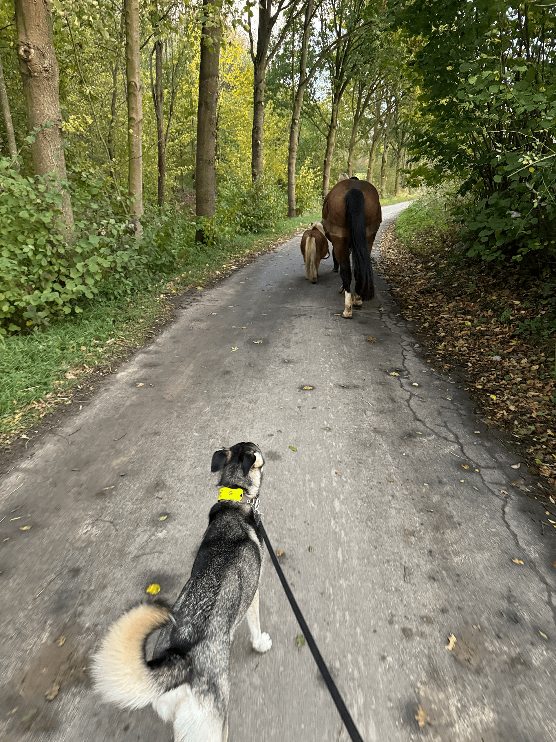Hundefit Impulskontrolle im Wald