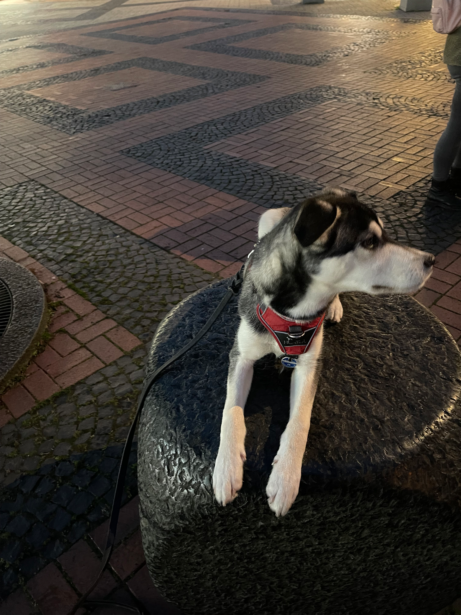 Hundefit Blog: Vorteile mobile Hundeschule Dortmund