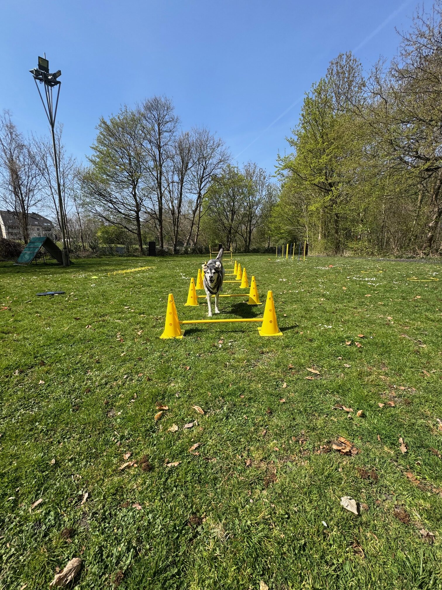 Floyd zeigt auf dem Hundeplatz von FitHund die Sprung Übung.