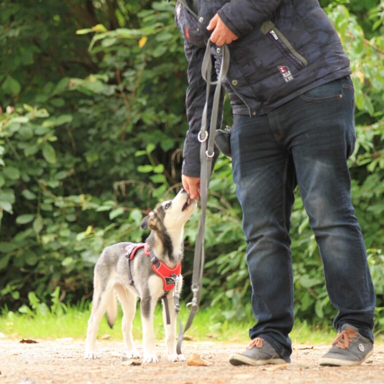 Hundetrainer Michael Kulig belohnt Floyd FitHund