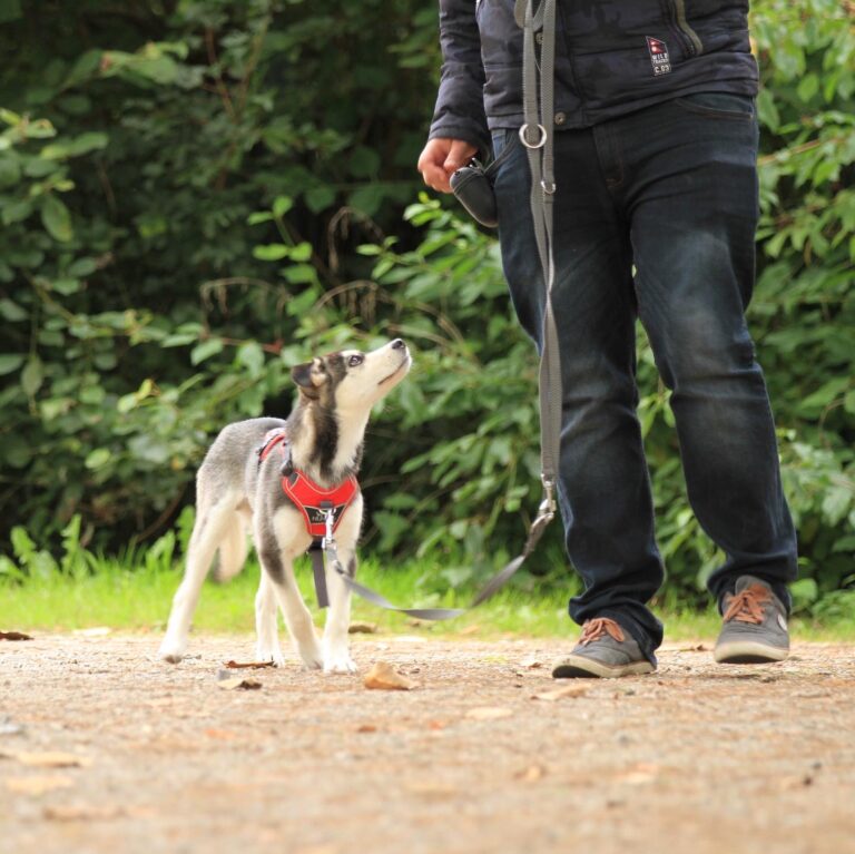 Hundetrainer Michael Kulig mit Floyd FitHund