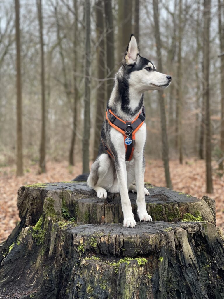 Trainerhund Floyd von der Hundeschule FitHund aus Dortmund