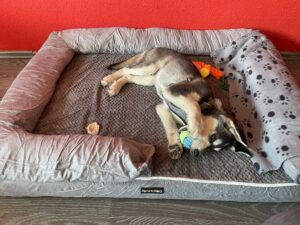 Floyd der Trainerhund lebt sich ein.