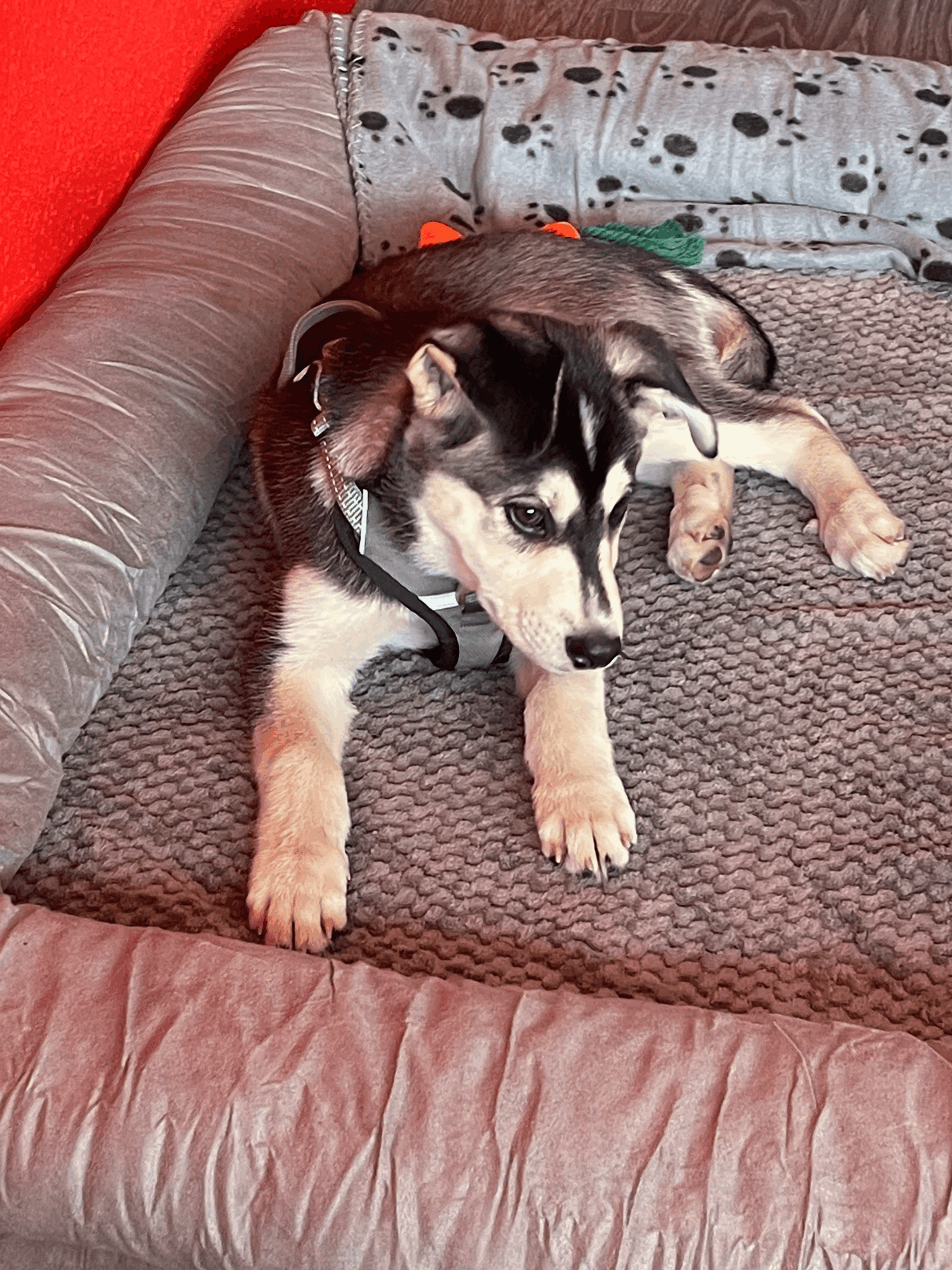 Hundewelpe Floyd auf dem Hundeplatz