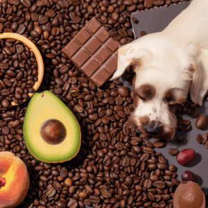 giftige und unverträgliche Lebensmittel für Hunde