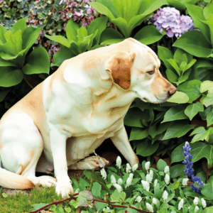 giftige Pflanzen für Hundewelpen und Hunde im Garten
