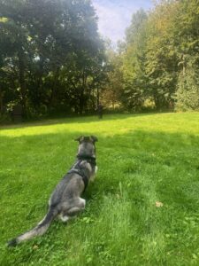 Distanztraining mit dem Hund