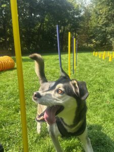 Fokusarbeit mit Slalom in der Hundeschule