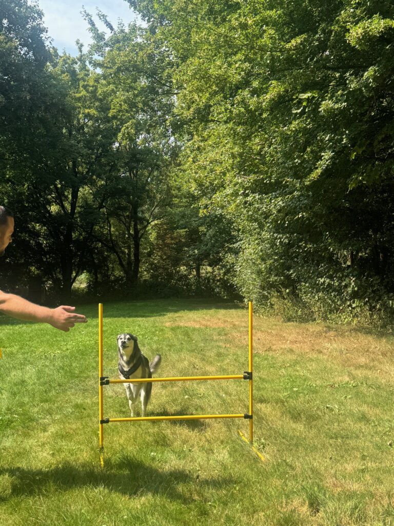 Hürden Hundetraining mit Hundetrainer