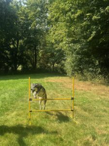 Hürdenspringen in Hundeschule