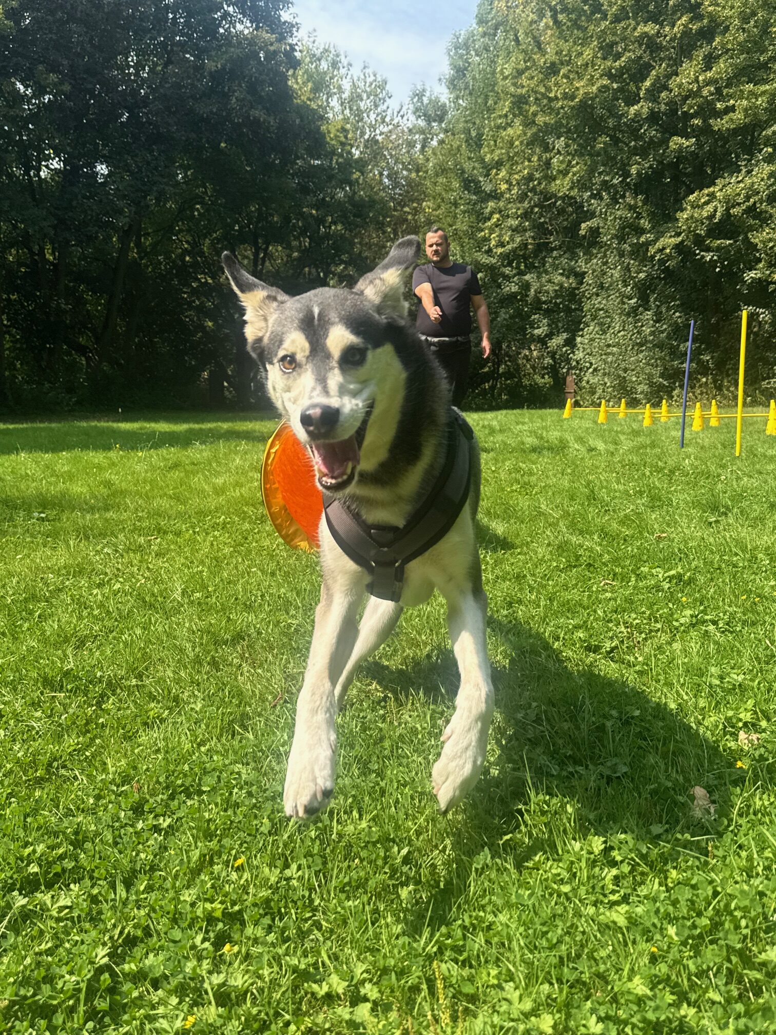 Hundeschule Dortmund Floyd läuft durch Tunnel