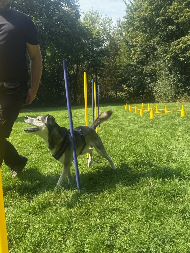 Slalom Hundetraining Dortmund