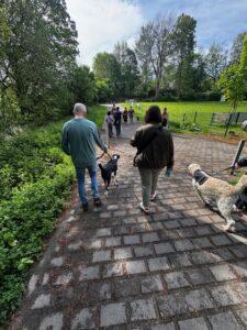 Trotz reizen in zweier Hunde Teams nebeneinander her laufen