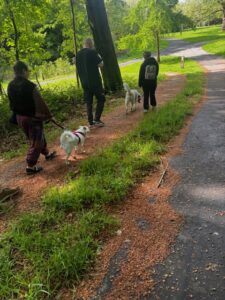 Hund-Mensch-Teams laufen hintereinander 