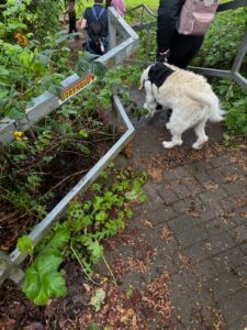 Hund-Mensch-Teams gehen kontrolliert Treppen runter