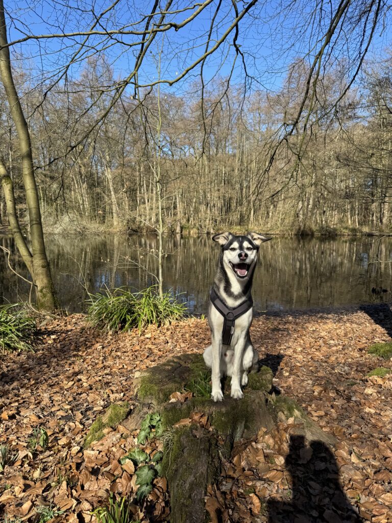 Die naturnahe Umgebung eignet sich hervorragend für Rückruftraining, Impulskontrolle und entspannte Spaziergänge mit dem Hund.