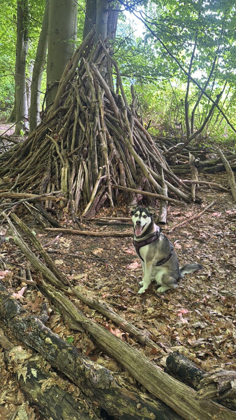 Der Dorneywald zählt zu den beliebtesten Spaziergebieten für Hundehalter aus Dortmund-Oespel.