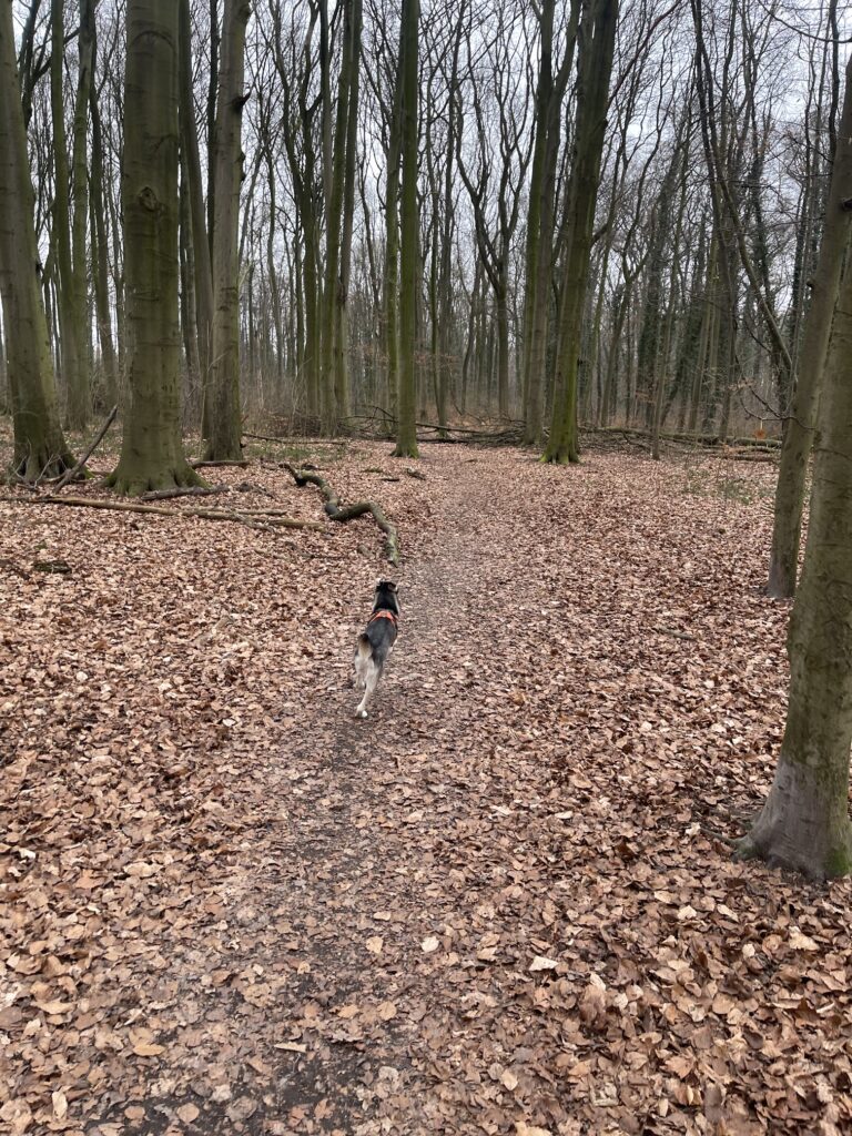 Hundetraining im Dorneywald in Dortmund