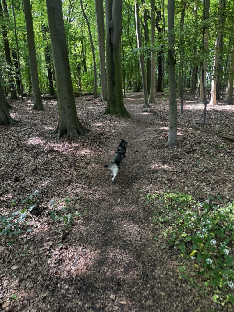 Dorneywald ein Hundespaziergang
