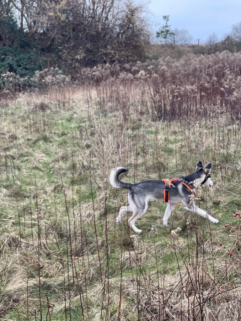 Dorstfelder Allee Dortmund Hundespaziergang