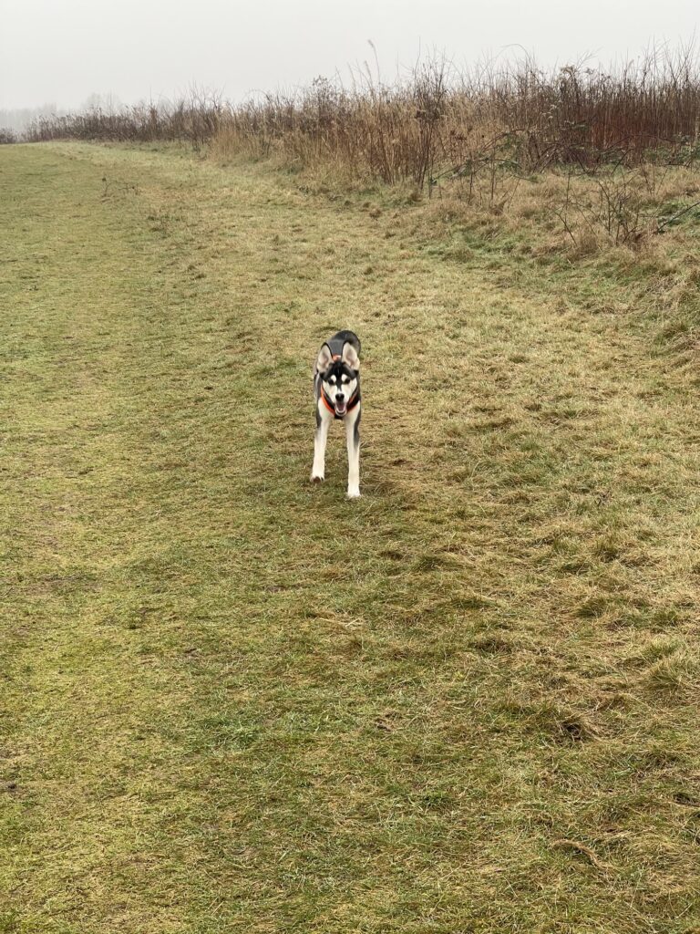 Dortmund Dorstfelder Allee Hundetraining