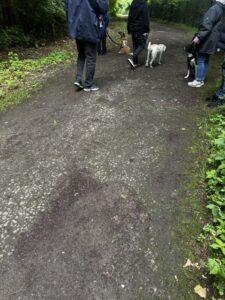 Social Walk Training Dortmund Hundebegegnung
