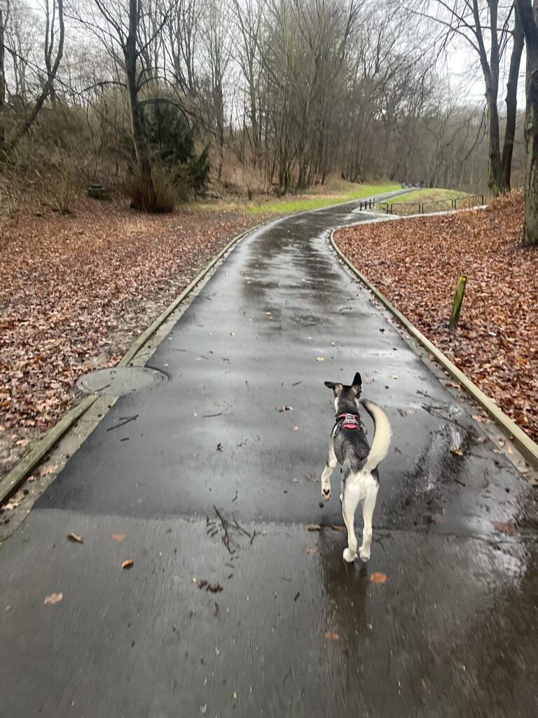 Dortmunder Volksgarten Hundespaziergang