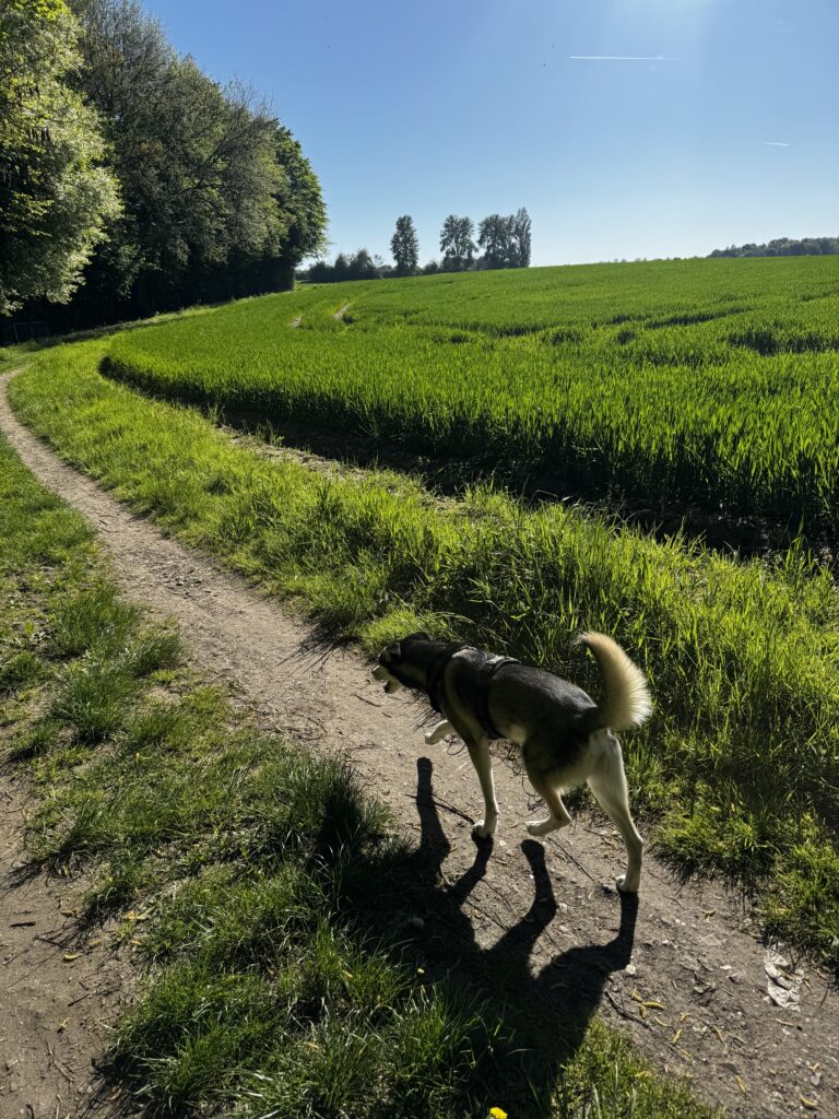 Feldweg am Haus Dellwig