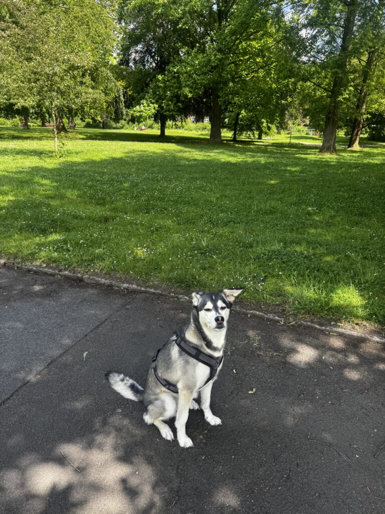 Die ruhige Umgebung des Steinhammer Parks eignet sich hervorragend, um Rückruf, Orientierung am Menschen und entspannte Spaziergänge mit dem Hund zu trainieren.