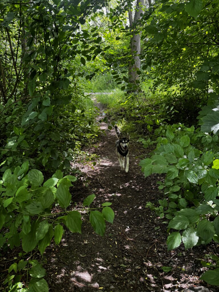Rund um In der Oeverscheidt finden Hund-Mensch-Teams ideale Bedingungen, um Orientierung, Leinenführigkeit und Alltagssicherheit zu trainieren.