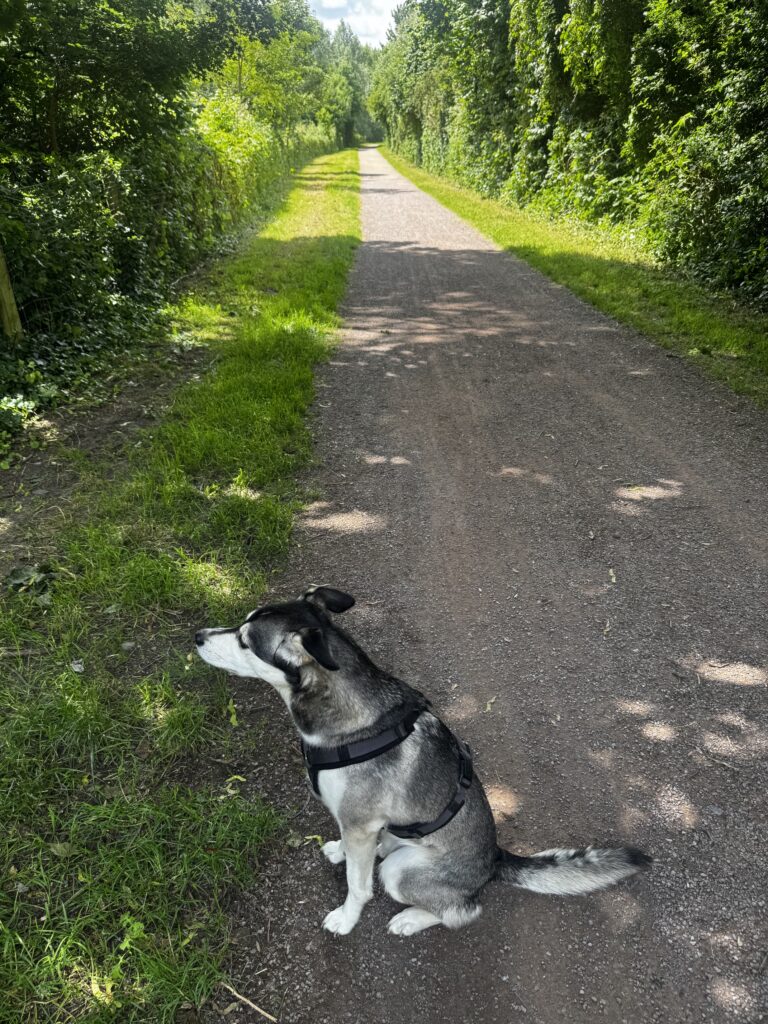 Die beliebten Kleyer Waldwege werden von vielen Hundehaltern für Spaziergänge genutzt und bieten optimale Voraussetzungen für praxisnahes Hundetraining im Alltag.
