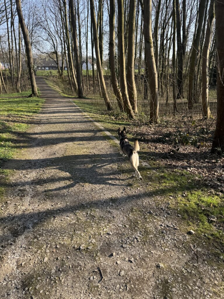 Olleroh Wald Hundetraining Dortmund
