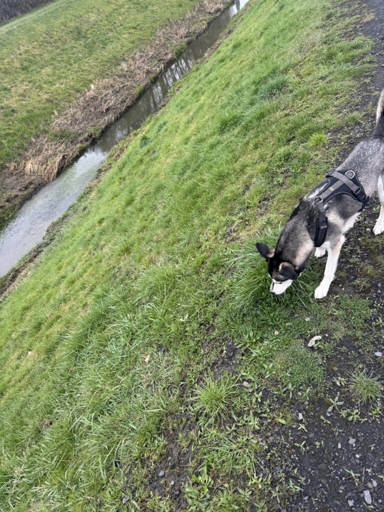 Olleroh Wald mit dem Hund