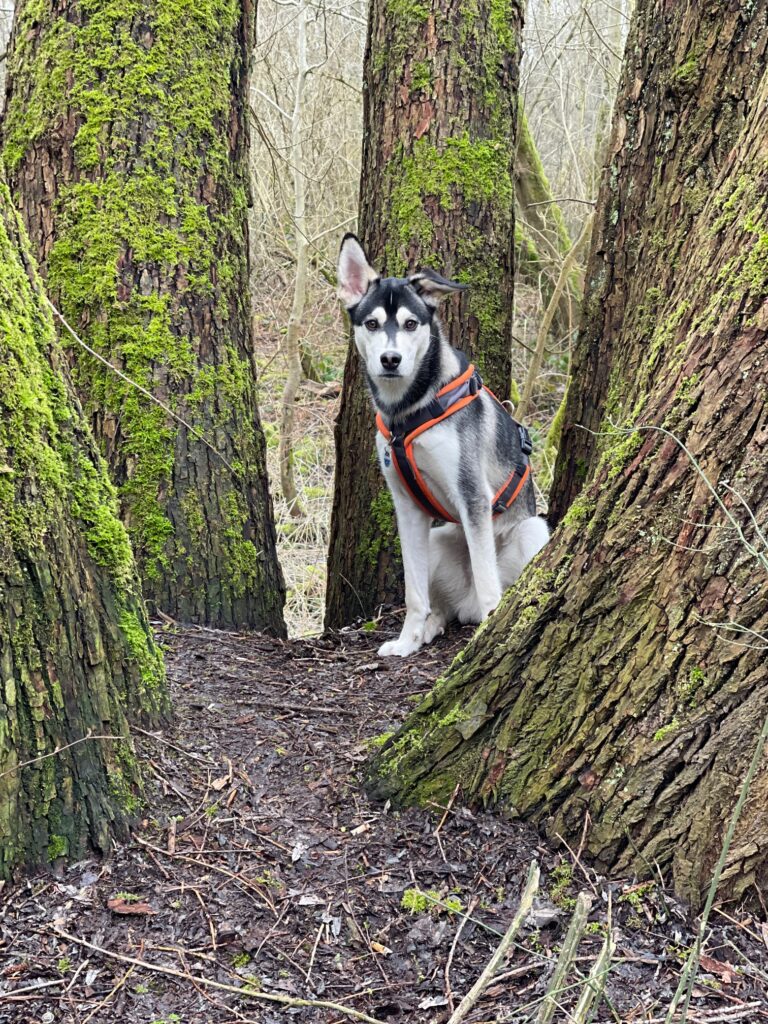 Der Rahmer Wald bietet abwechslungsreiche Wege für Rückruftraining, Orientierung und gemeinsame Aktivitäten mit dem Hund.