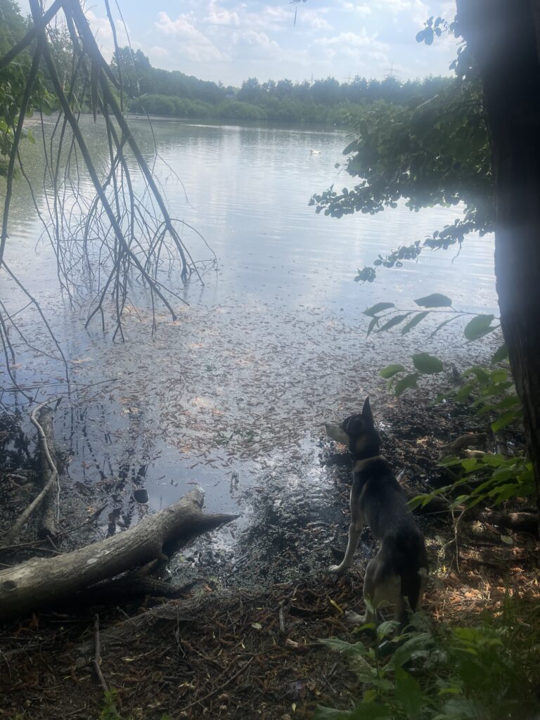Rahmer Wald am See mit Hund in Dortmund Rahm