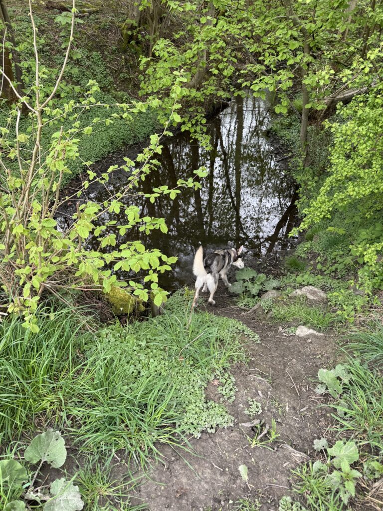 Rahmer Wald Dortmund Huckarde